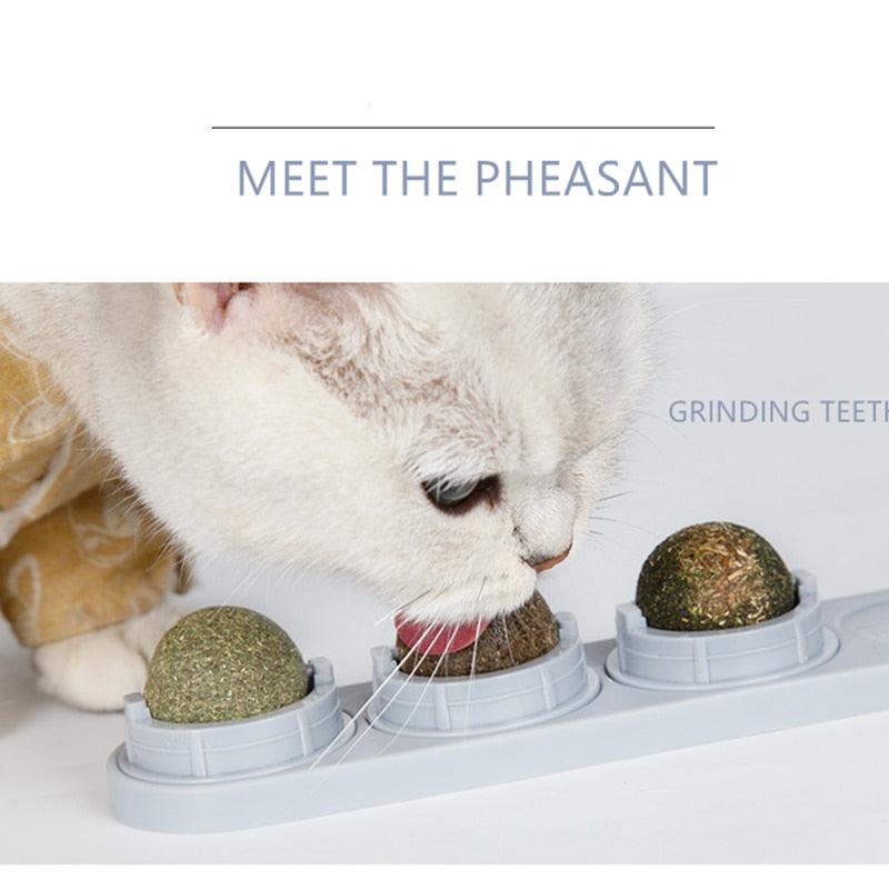 Natural Catnip Kit - Trendha