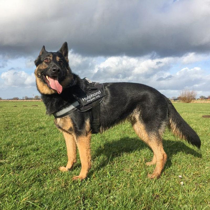 Personalized Dog Harness Labels Pair - Trendha