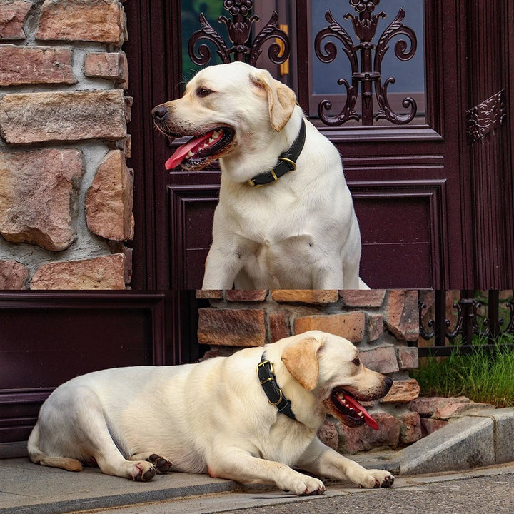 Genuine Leather Dog Collar Durable and Adjustable for Small and Large Dogs