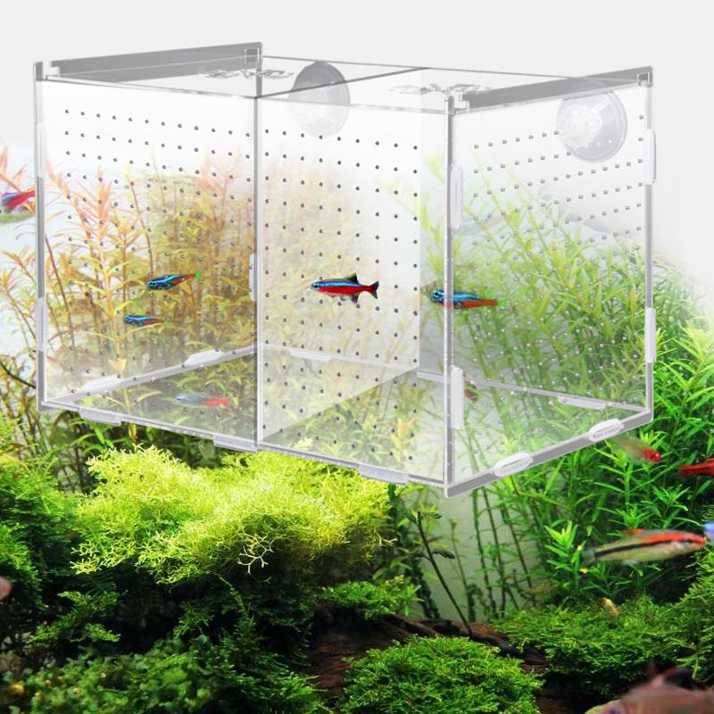 Acrylic Guppy Breeding Box