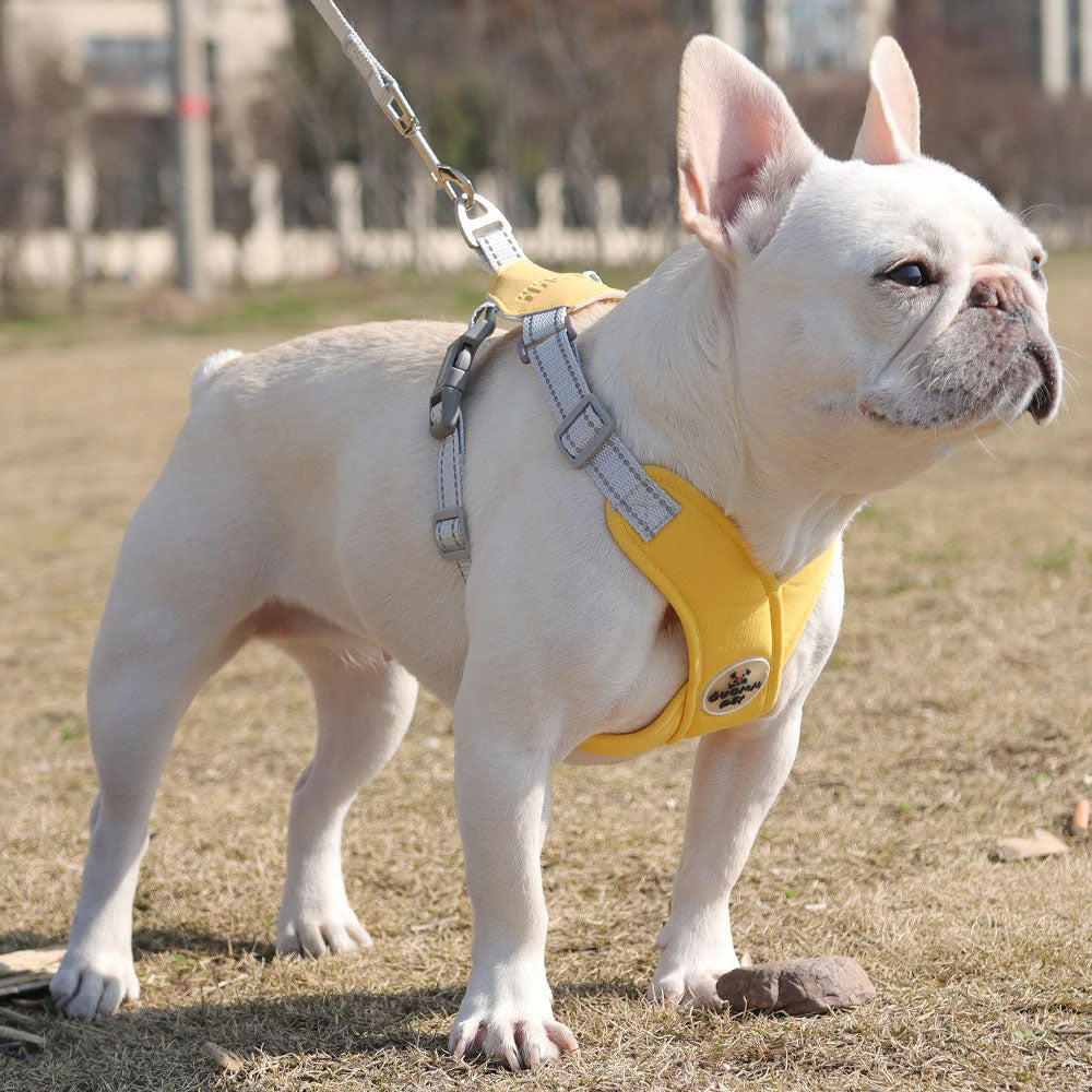 Adjustable No-Pull Dog Harness with Leash Set