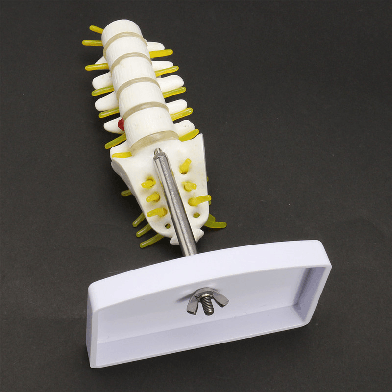Mini Human Lumbar Vertebrae Sacrum Coccyx Anatomy Medical Spine Model 15Cm - Trendha